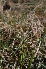 Attēlu rezultāti vaicājumam “Carex caryophyllea flower”