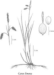 Attēlu rezultāti vaicājumam “Carex limosa fruit”