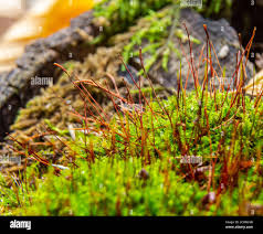 Attēlu rezultāti vaicājumam “Atrichum undulatum sporophyte”
