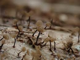 Attēlu rezultāti vaicājumam “Cribraria pertenuis spores”