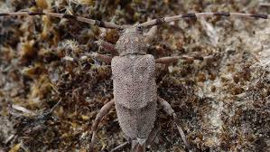 Attēlu rezultāti vaicājumam “Acanthocinus aedilis”