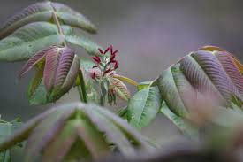 Attēlu rezultāti vaicājumam “Juglans mandshurica leaf”