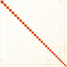 Attēlu rezultāti vaicājumam “Parapoynx stratiotata male”