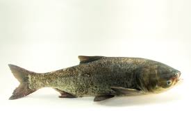 Image result for Hypophthalmichthys nobilis