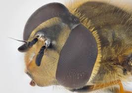 Attēlu rezultāti vaicājumam “Syrphus torvus”