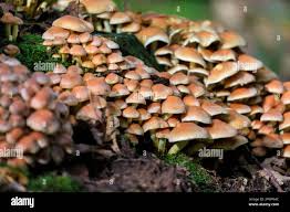 Attēlu rezultāti vaicājumam “Hypholoma lateritium”