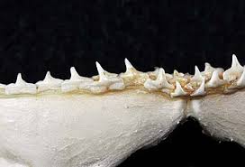 Image result for Nasolamia velox