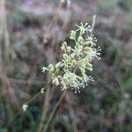 Attēlu rezultāti vaicājumam “Silene otites fruit”