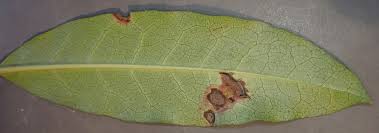 Attēlu rezultāti vaicājumam “Collaria rubens young”