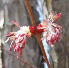 Attēlu rezultāti vaicājumam “Cercidiphyllum japonicum flower”