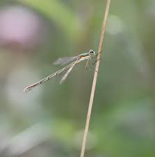 Attēlu rezultāti vaicājumam “Lestes virens female”
