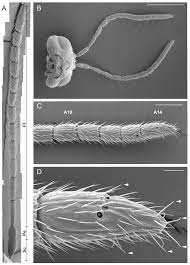 Attēlu rezultāti vaicājumam “Semioscopis avellanella imago”