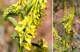 Attēlu rezultāti vaicājumam “Melilotus officinalis flower”