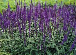 Image result for Salvia nemorosa