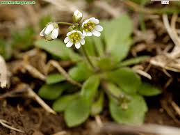 Attēlu rezultāti vaicājumam “Erophila verna”