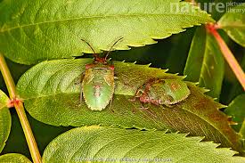 Attēlu rezultāti vaicājumam “Acanthosoma haemorrhoidale”