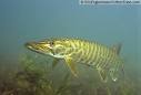 Muskie, Muskellunge, Esox masquinongy, Musky, Wisconsin State Fish ...