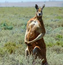 Image result for Reading Kangaroos