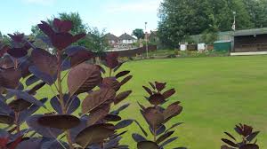 Image result for Langley Bowling Club