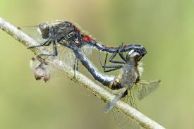 Attēlu rezultāti vaicājumam “Leucorrhinia rubicunda”