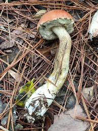 Attēlu rezultāti vaicājumam “Leccinum vulpinum”