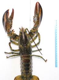 Image result for Homarus americanus