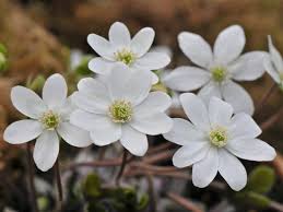 Attēlu rezultāti vaicājumam “Hepatica nobilis”