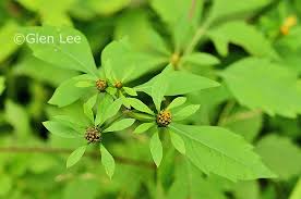 Attēlu rezultāti vaicājumam “Bidens frondosa leaf”