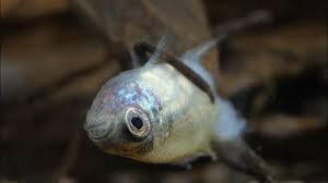 Attēlu rezultāti vaicājumam “Nepa cinerea imago”