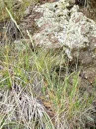 Attēlu rezultāti vaicājumam “Elytrigia repens subsp. arenosa”