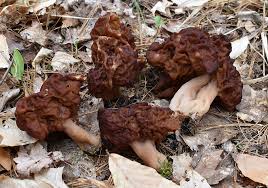 Attēlu rezultāti vaicājumam “Gyromitra”