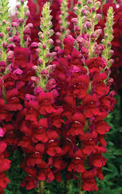 Attēlu rezultāti vaicājumam “Antirrhinum majus flower”
