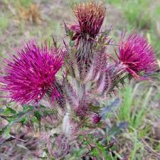 Attēlu rezultāti vaicājumam “Cirsium x rigens flower”