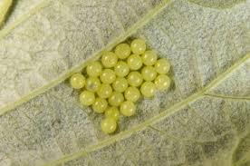 Attēlu rezultāti vaicājumam “Arctia caja larva”