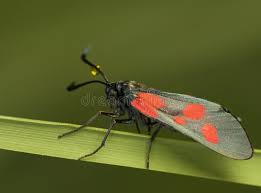 Attēlu rezultāti vaicājumam “Zygaena viciae”