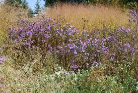 Attēlu rezultāti vaicājumam “Symphyotrichum novae-angliae”