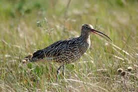 Attēlu rezultāti vaicājumam “Numenius arquata adult”