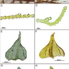Attēlu rezultāti vaicājumam “Thuidium assimile”