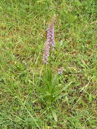 Attēlu rezultāti vaicājumam “Gymnadenia conopsea leaf”