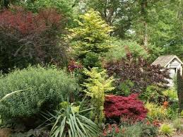 Attēlu rezultāti vaicājumam “Salix purpurea”