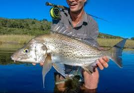 Image result for Pomadasys commersonnii