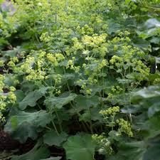 Attēlu rezultāti vaicājumam “Alchemilla subcrenata  flower”