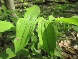 Attēlu rezultāti vaicājumam “Polygonatum multiflorum  leaf”