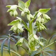 Image result for Helleborus foetidus