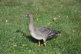 Attēlu rezultāti vaicājumam “Anser serrirostris”