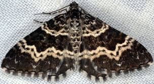 Attēlu rezultāti vaicājumam “Epirrhoe tristata imago”