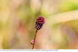 Image result for Sanguisorba officinalis
