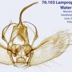 Attēlu rezultāti vaicājumam “Lampropteryx suffumata”