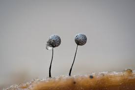 Attēlu rezultāti vaicājumam “Lamproderma arcyrioides stalked”