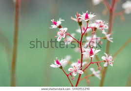 Attēlu rezultāti vaicājumam “Scrophularia umbrosa flower”